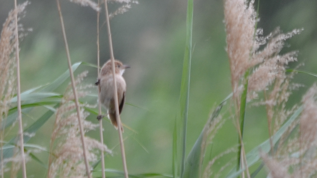 Iraq Babbler