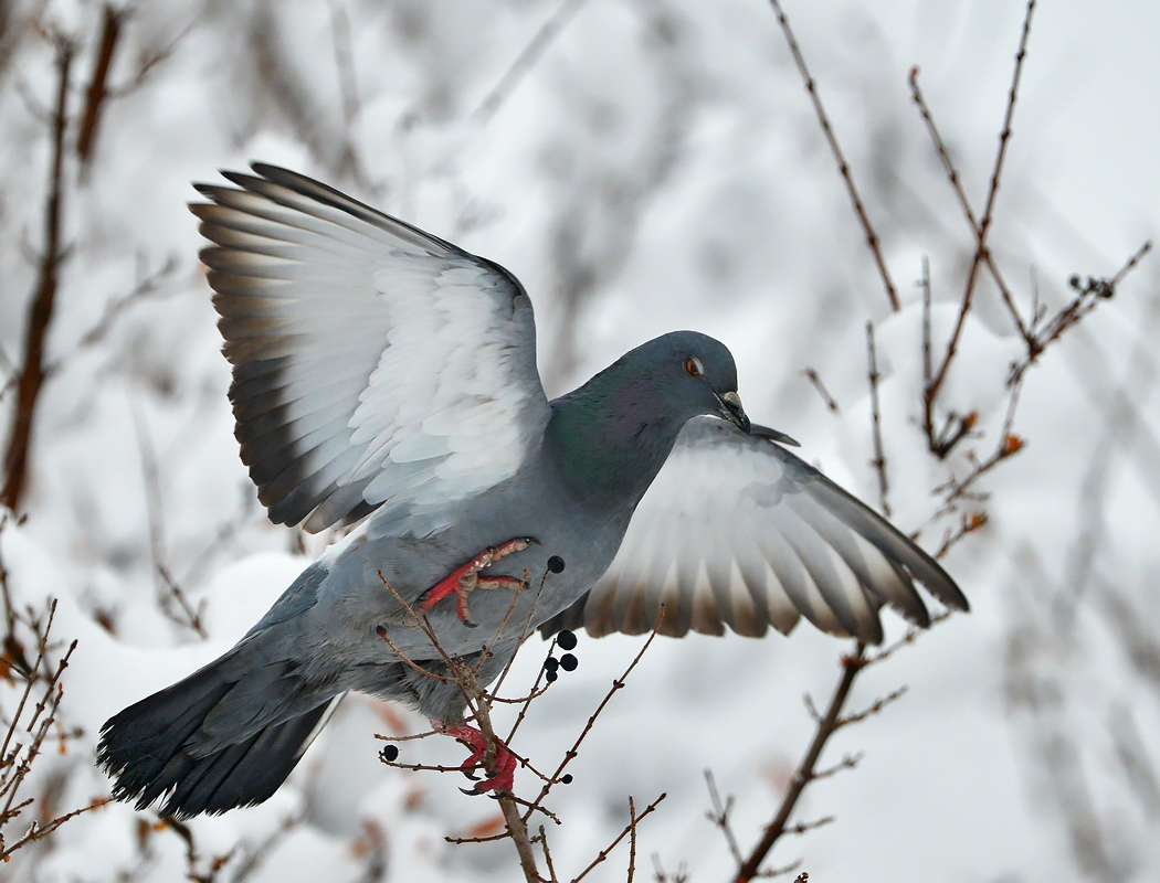 Rock Dove