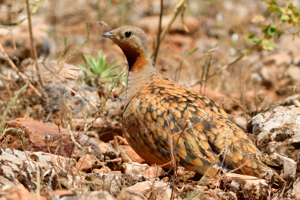 Black-bellied Sandgrouse