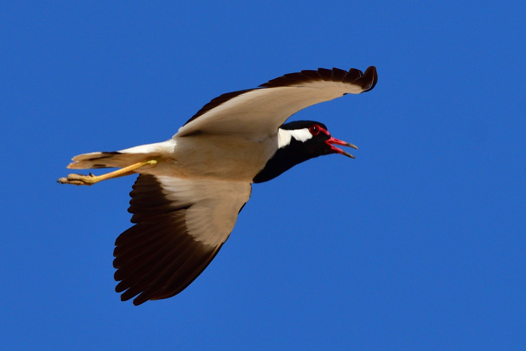 Red-wattled Lapwing