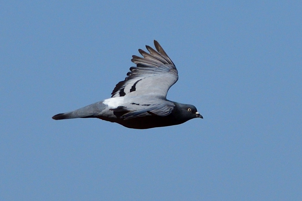 Rock Dove