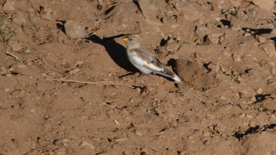 White-winged Snowfinch