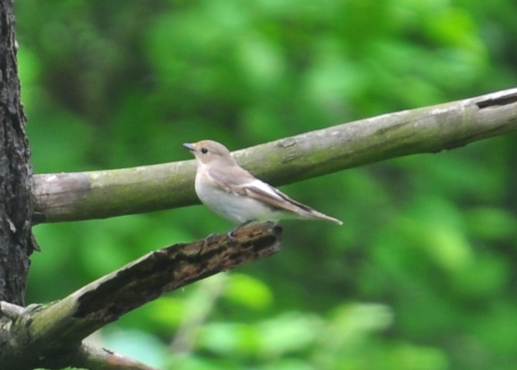 European Pied Flycatcher