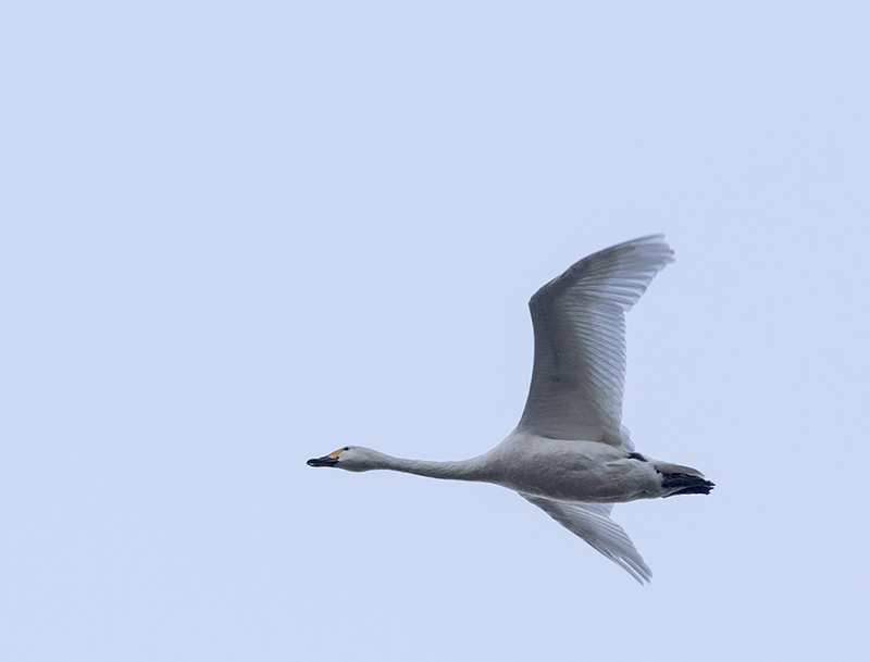 Tundra Swan