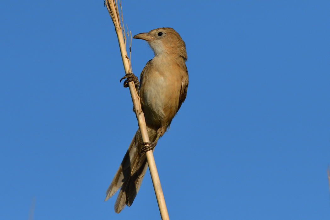 Iraq Babbler