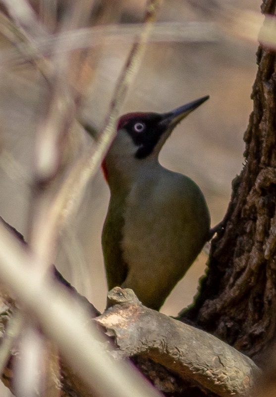 European Green Woodpecker