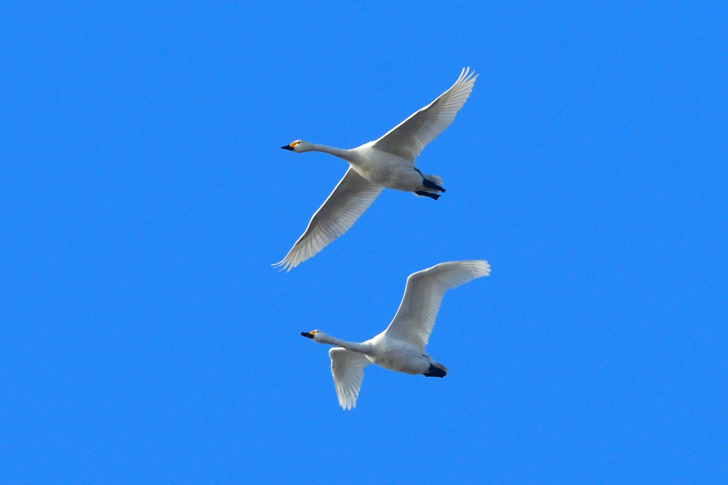 Tundra Swan