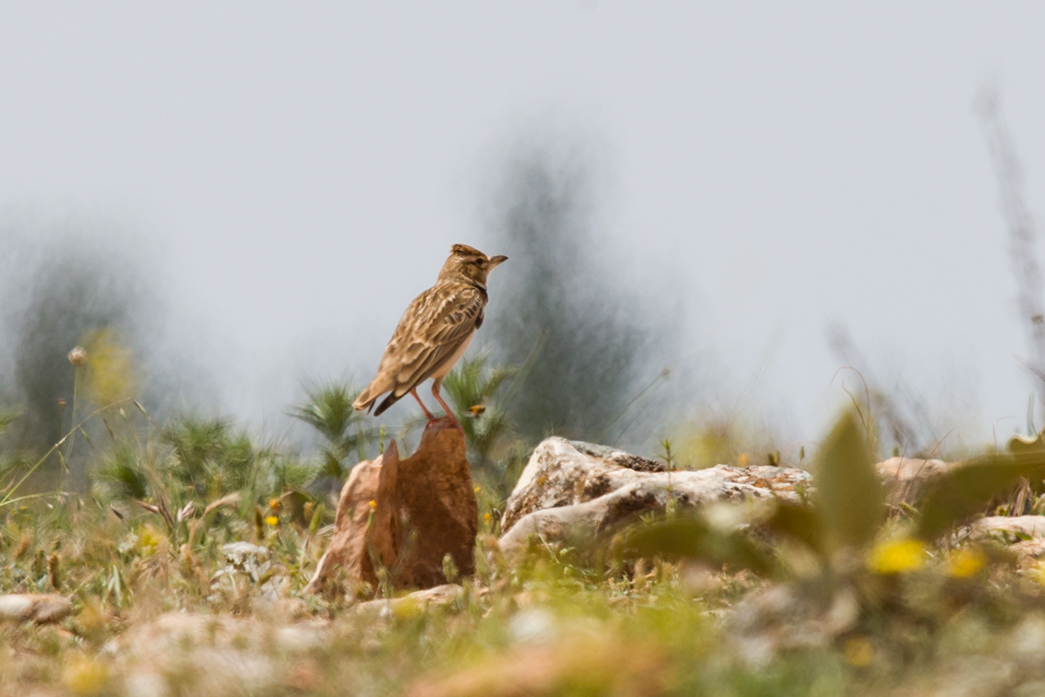 Bimaculated Lark