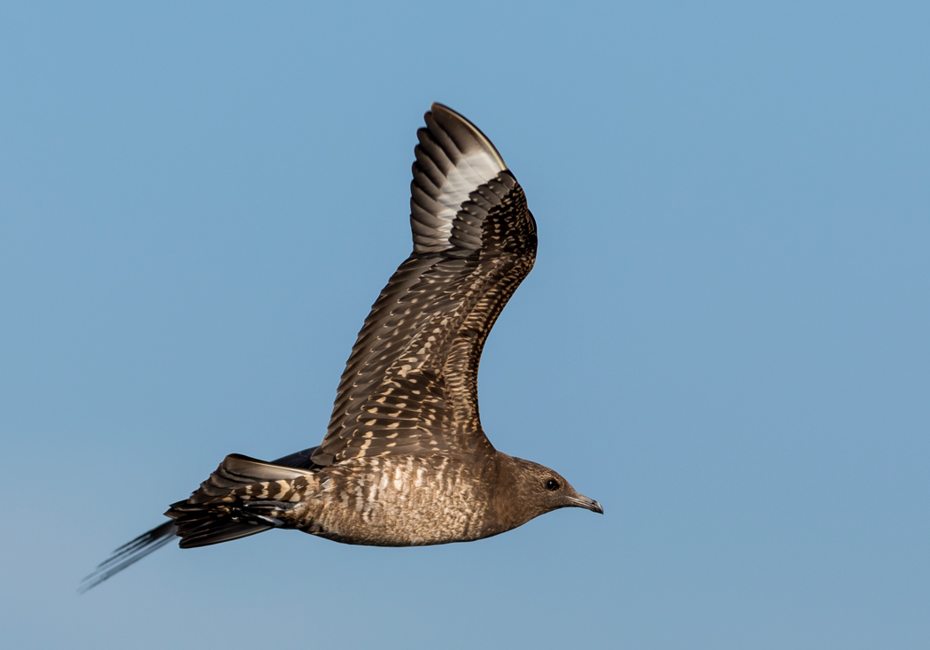 Parasitic Jaeger