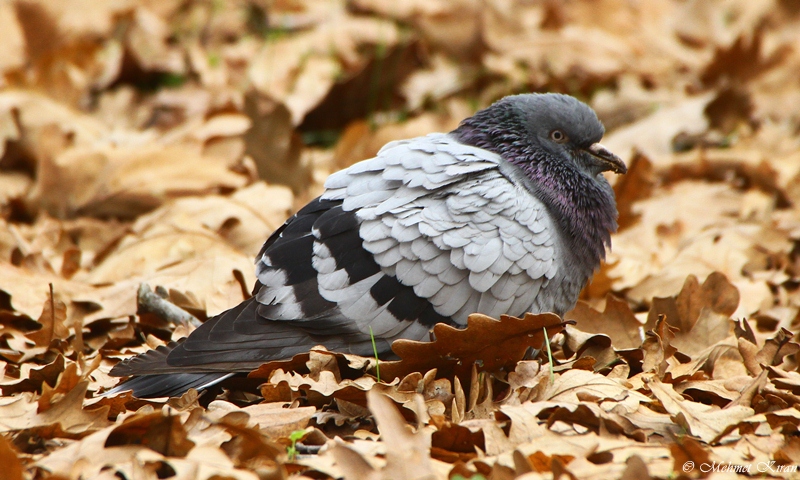 Rock Dove