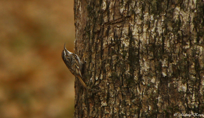 Eurasian Treecreeper