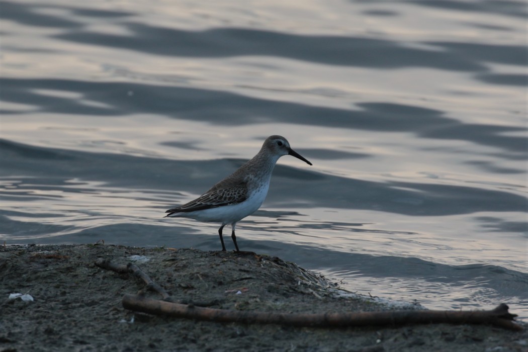 Red Knot