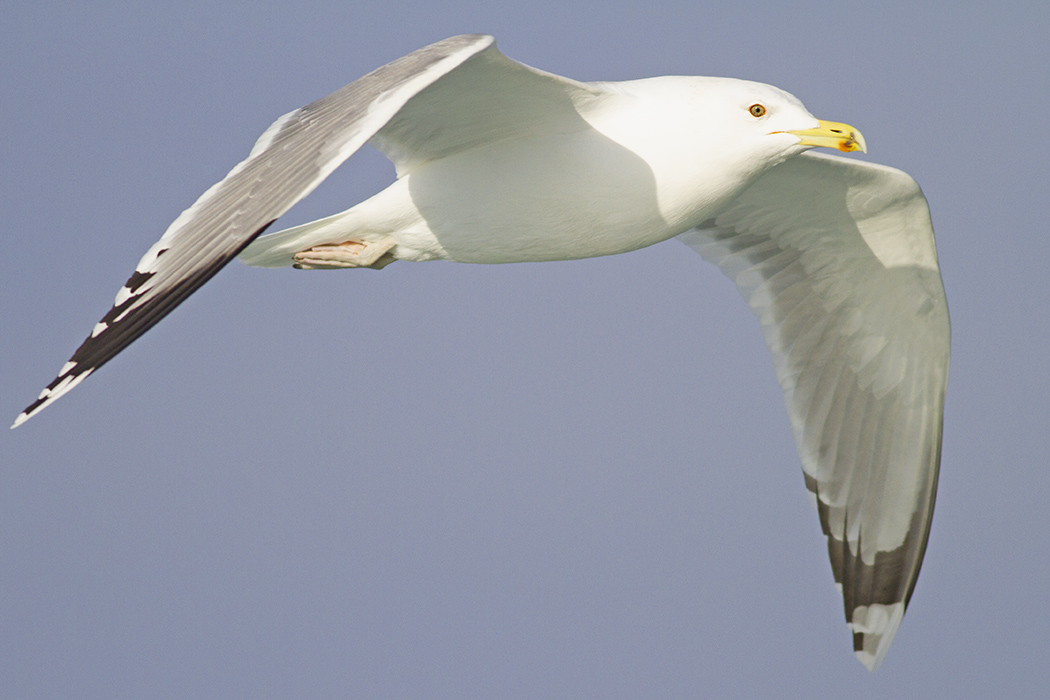 Caspian Gull