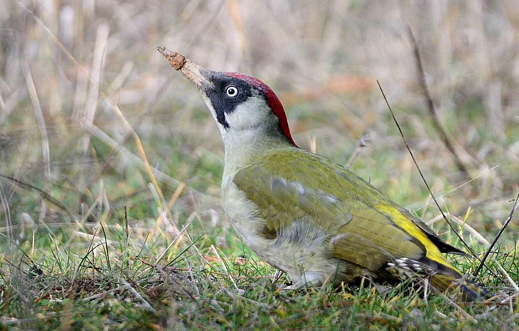 European Green Woodpecker