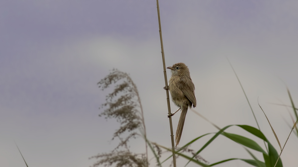 Iraq Babbler