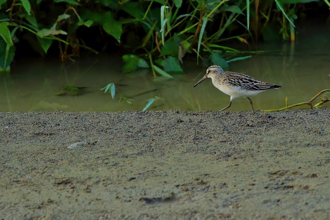 Broad-billed Sandpiper