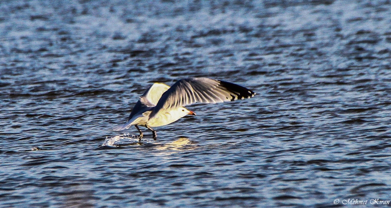 Audouin`s Gull