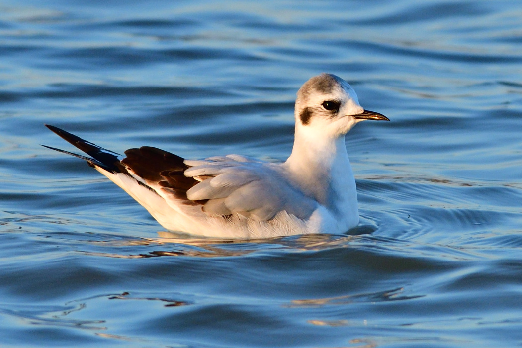 Little Gull