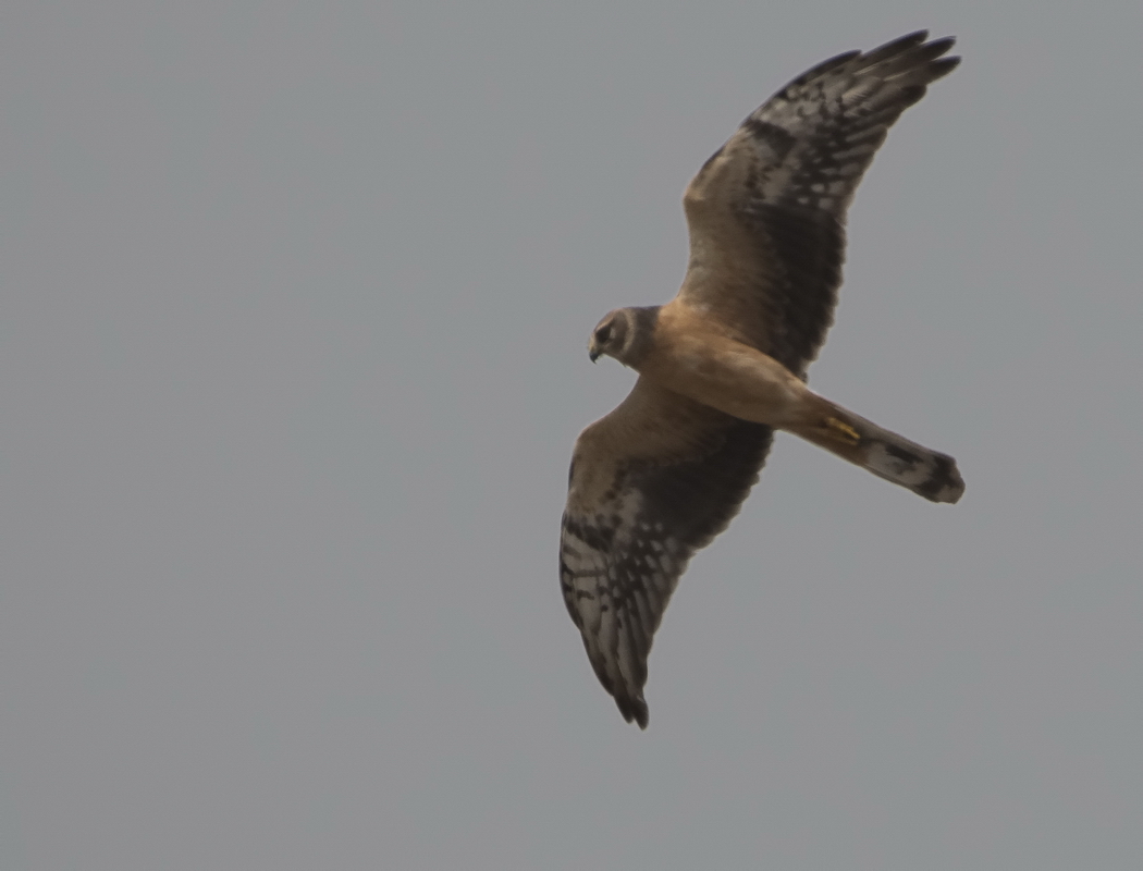 Pallid Harrier