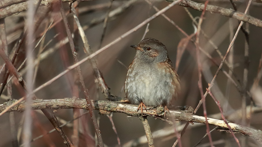 Dunnock
