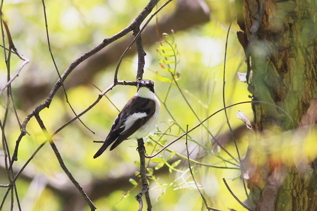 European Pied Flycatcher