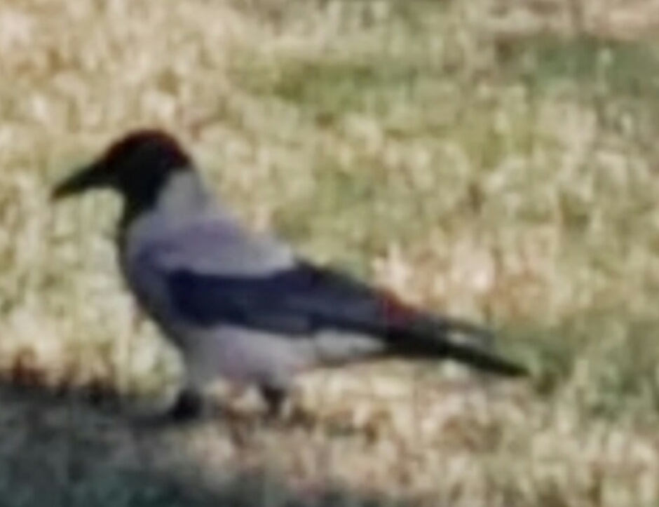 Leş Kargası