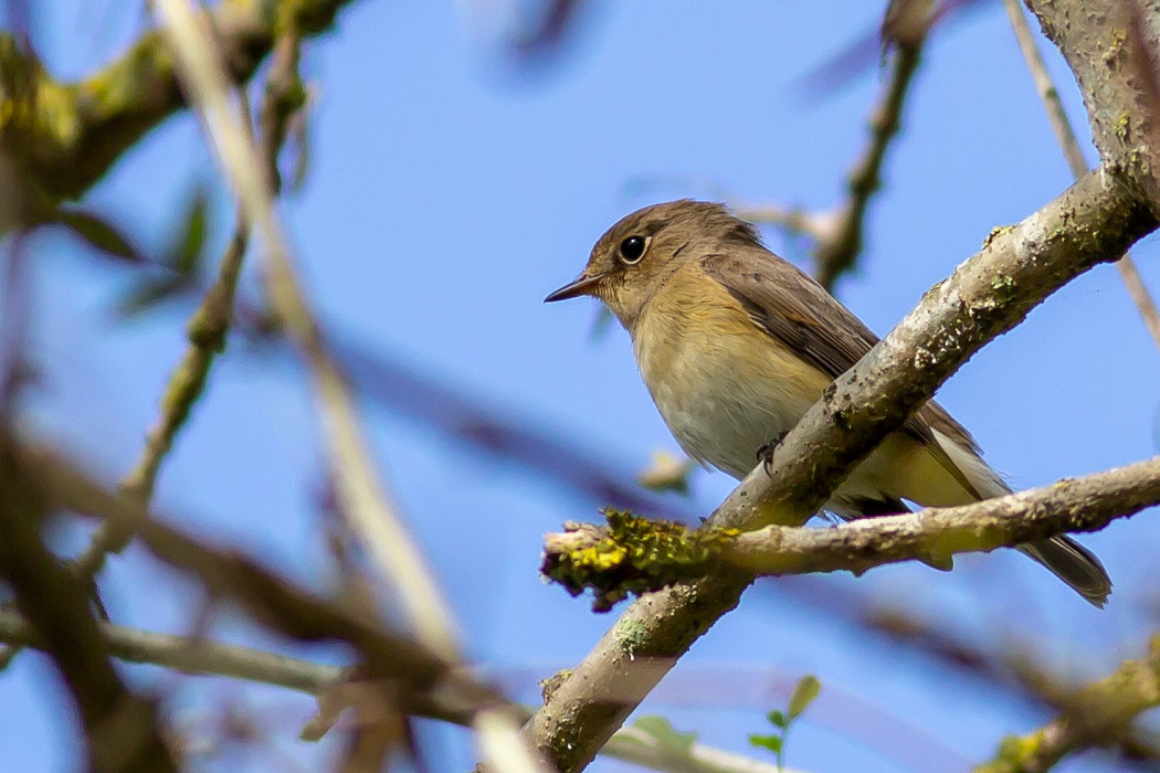 Red-breasted Flycatcher