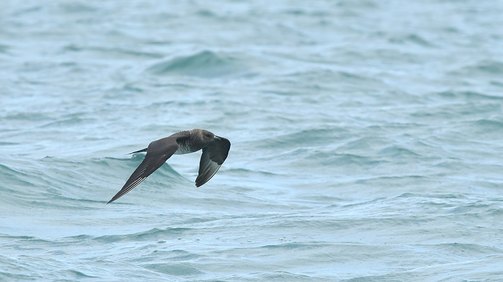 Parasitic Jaeger