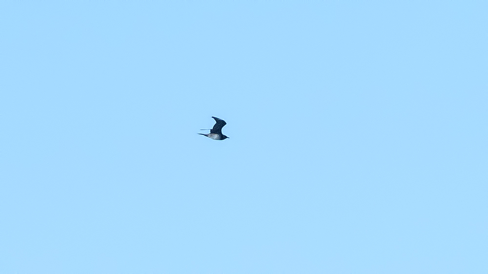 Parasitic Jaeger