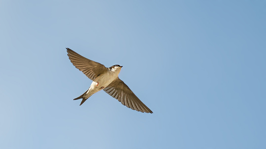 Common House Martin