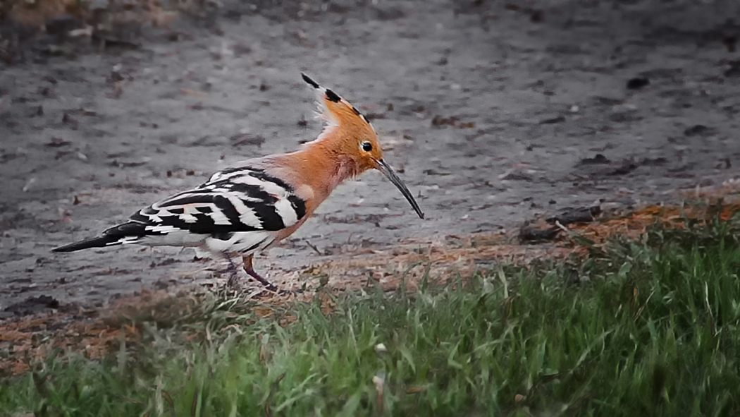 Eurasian Hoopoe