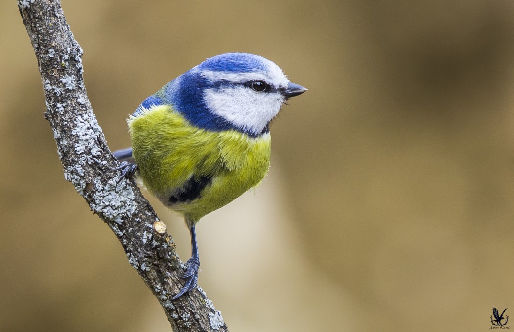 Eurasian Blue Tit