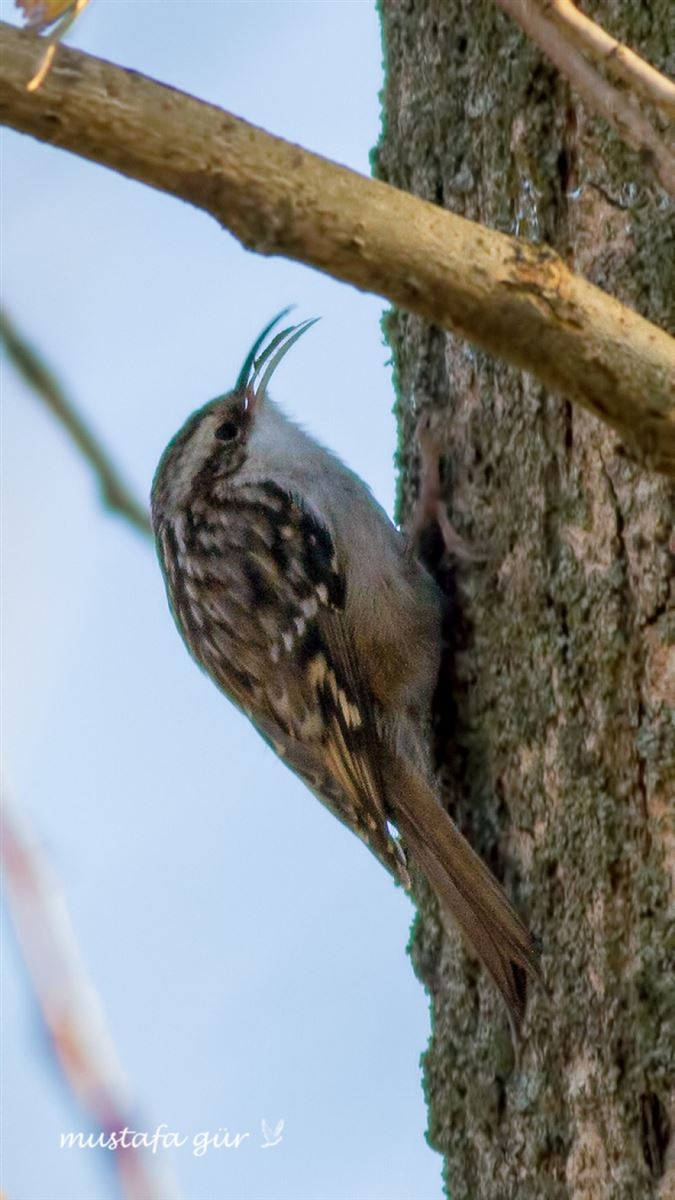 Short-toed Treecreeper