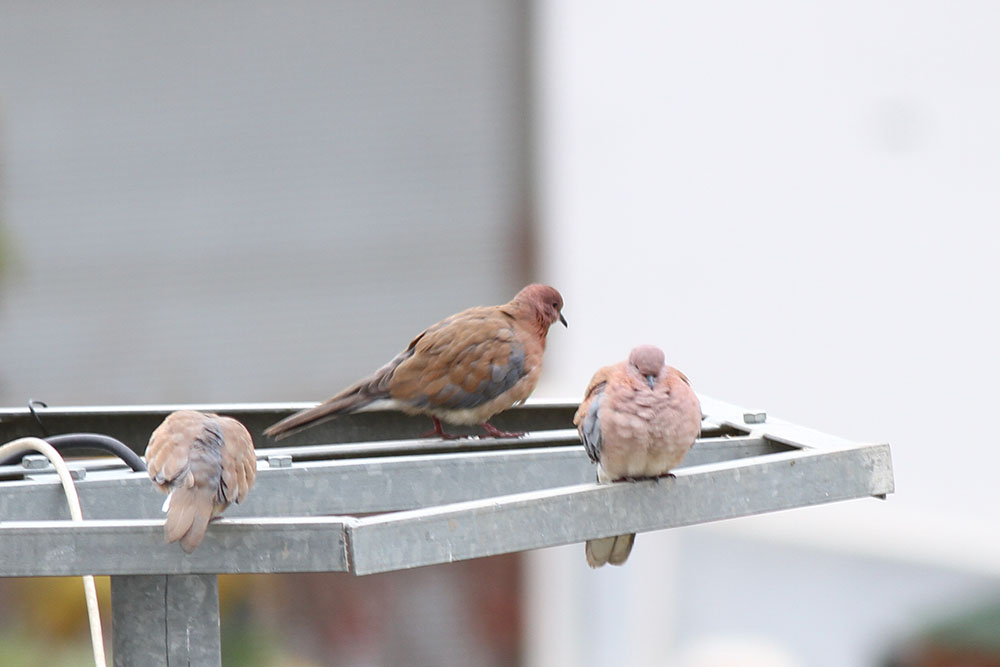 Laughing Dove