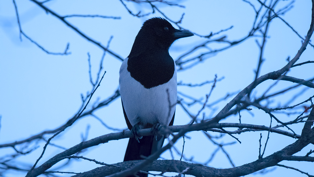 Eurasian Magpie