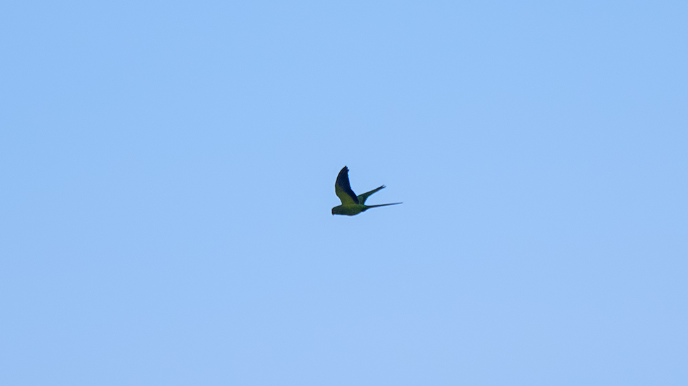 Rose-ringed Parakeet