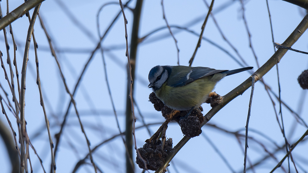 Eurasian Blue Tit