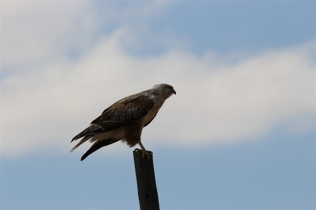 Long-legged Buzzard