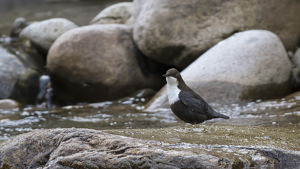 White-throated Dipper