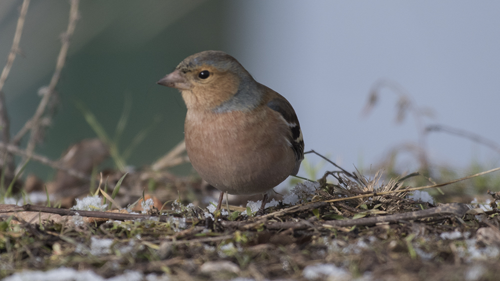 Eurasian Chaffinch