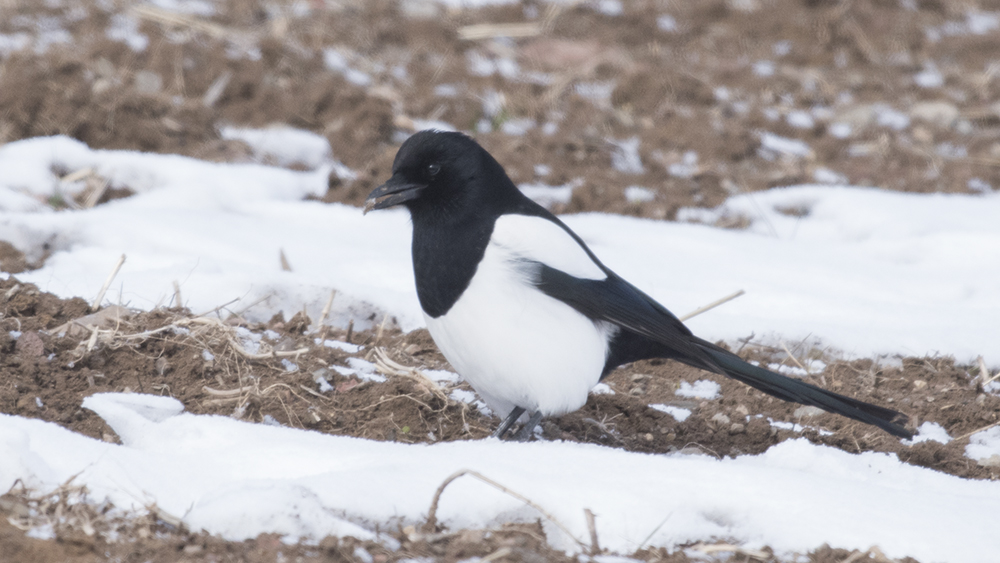 Eurasian Magpie