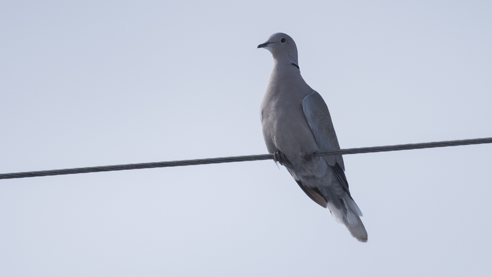 Eurasian Collared Dove