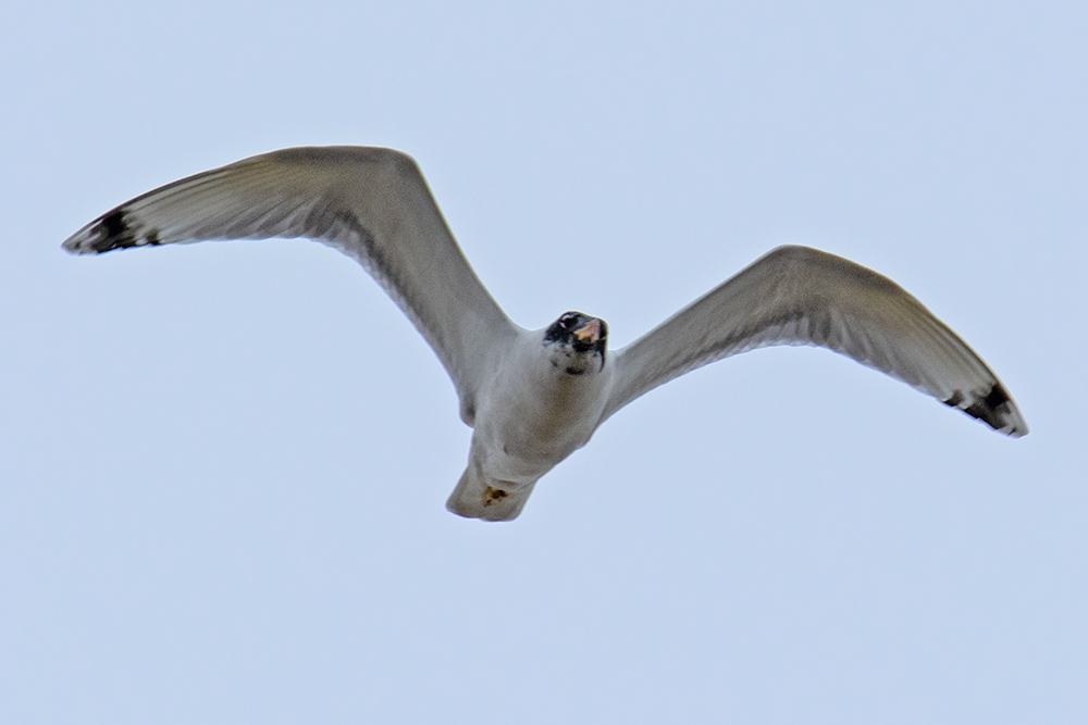 Pallas`s Gull