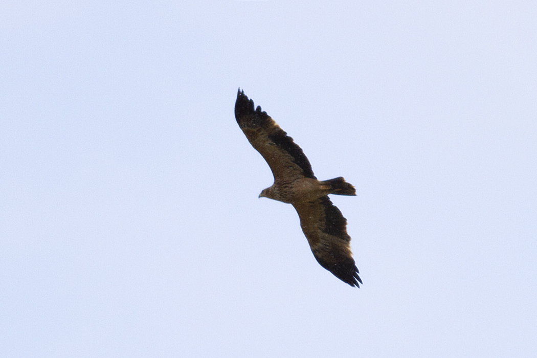 Eastern Imperial Eagle