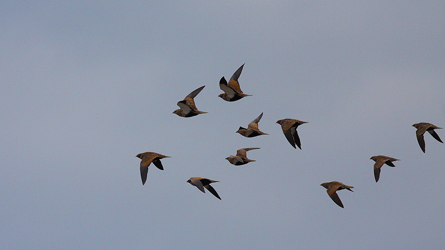 Black-bellied Sandgrouse