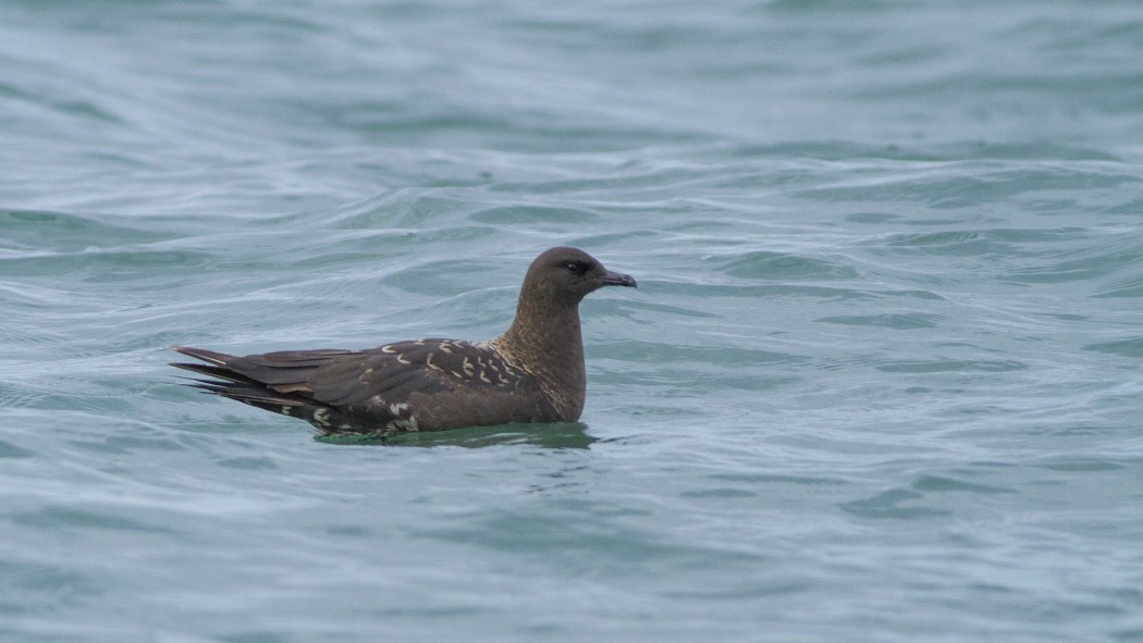 Parasitic Jaeger