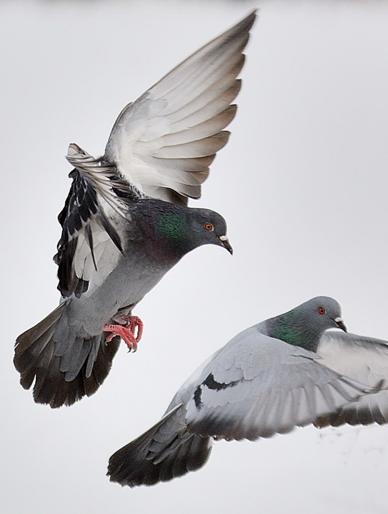 Rock Dove