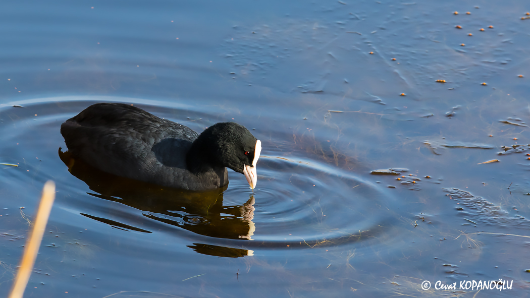 Eurasian Coot
