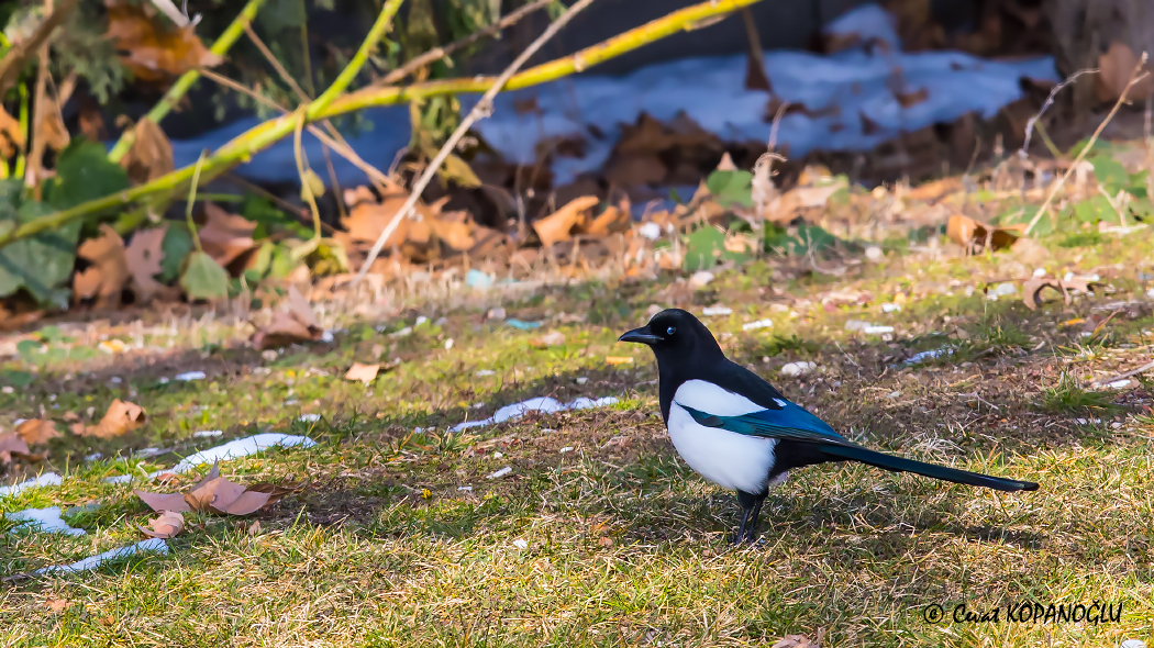 Eurasian Magpie
