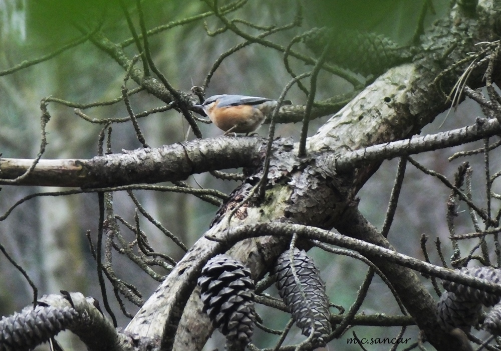 Eurasian Nuthatch
